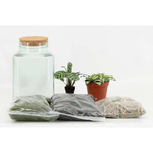 Terrarium Arrangement (DIY) - Ø13cm - ↕25cm