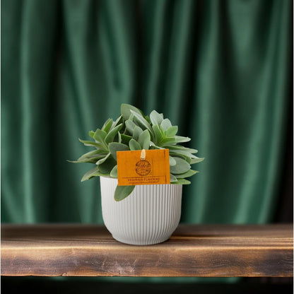 Senecio Cephalophorus - Ø10,5cm - ↕15cm