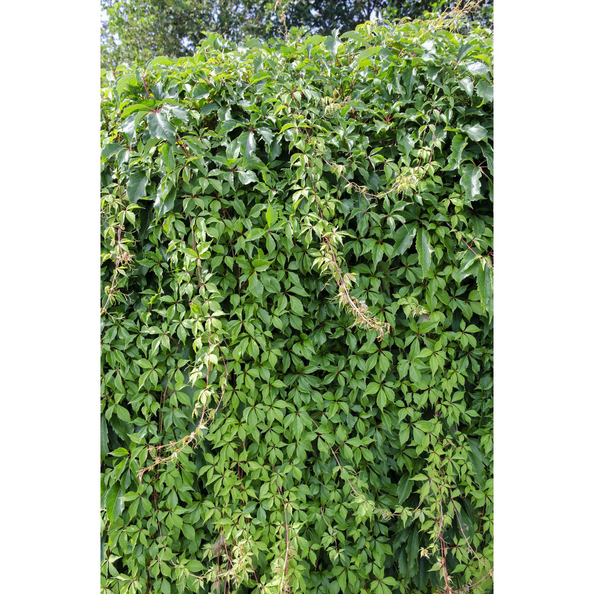 Parthenocissus q. var. 'Engelmannii' - ↕65cm - Ø15