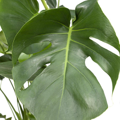 Monstera Deliciosa - Hole plant - Ø21cm - ↕65cm