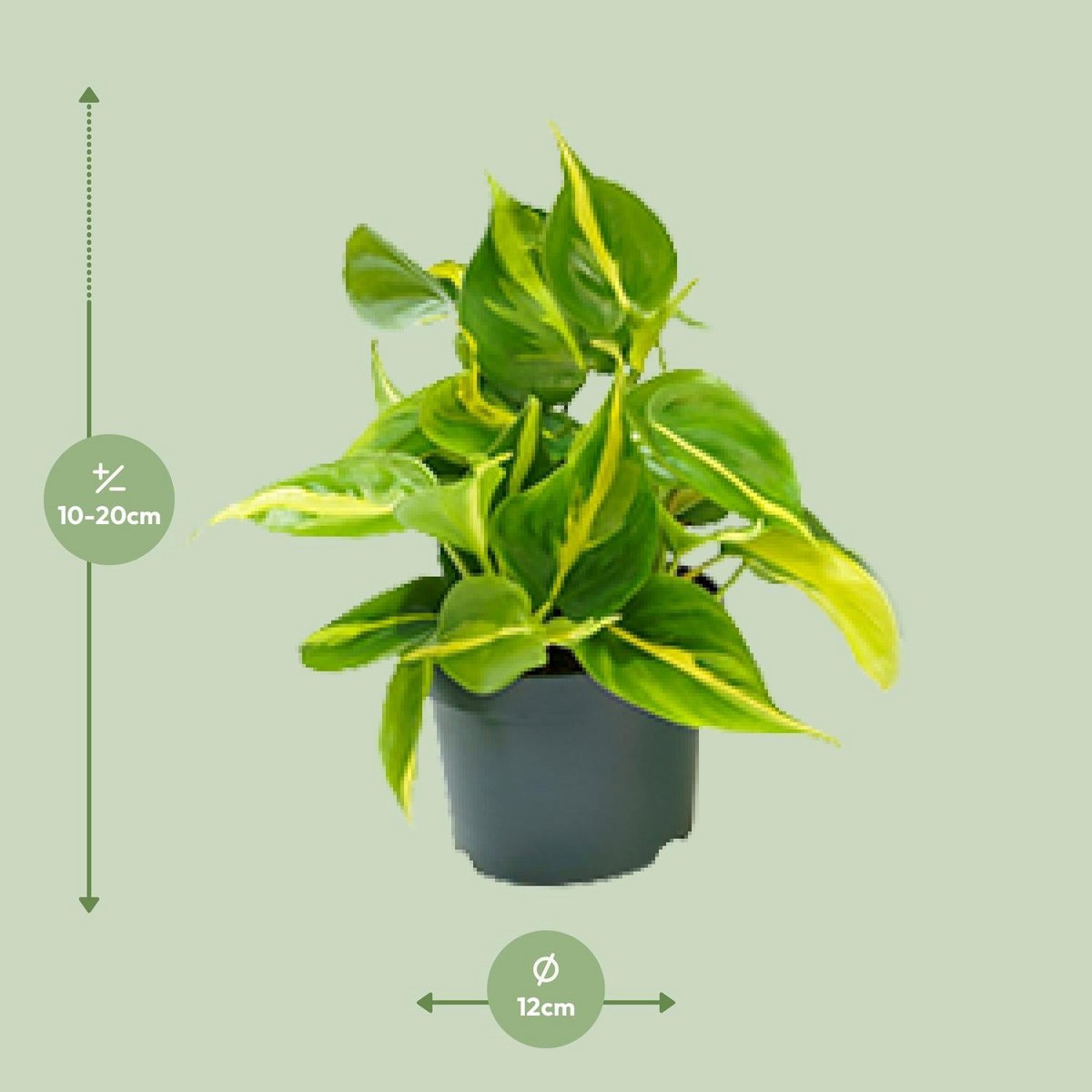 Philodendron Scandens Brasil - Ø12cm - ↕15cm