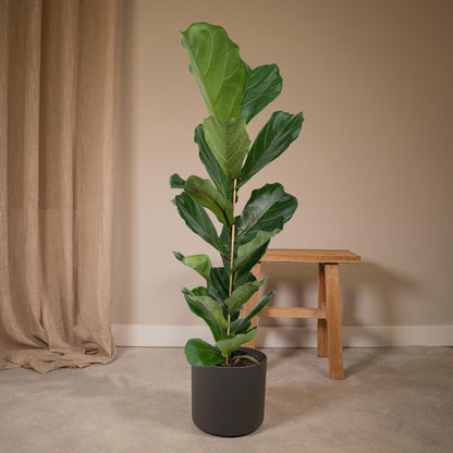 Ficus Lyrata - Rubber plant - Ø21cm - ↕100cm