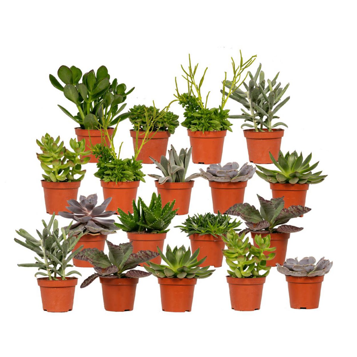 Everspring - Succulent Mix - 18 pieces - ø8.5cm - ↕10 cm