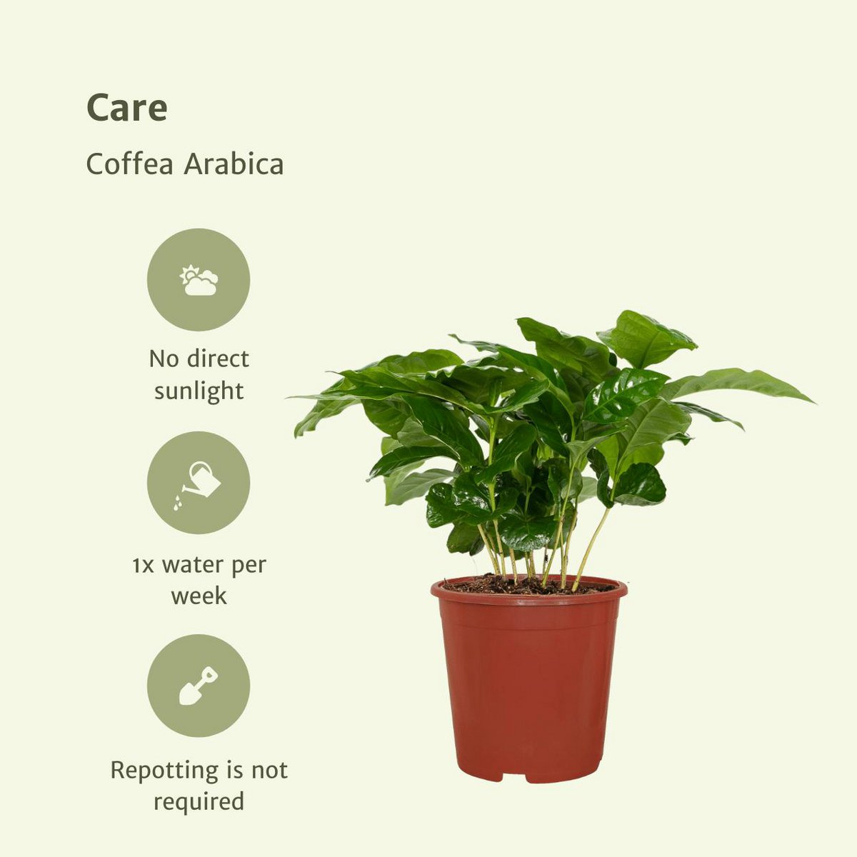Coffea Arabica - Coffee plant - 2 pieces - ø12cm - ↕25cm