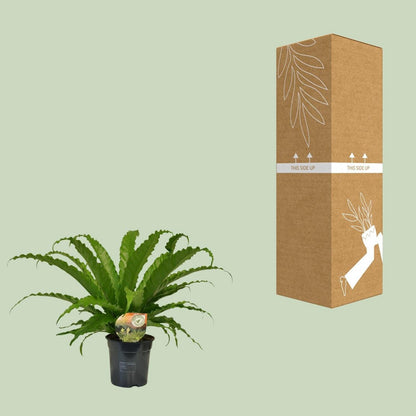 Asplenium Osaka | [P17-H40]