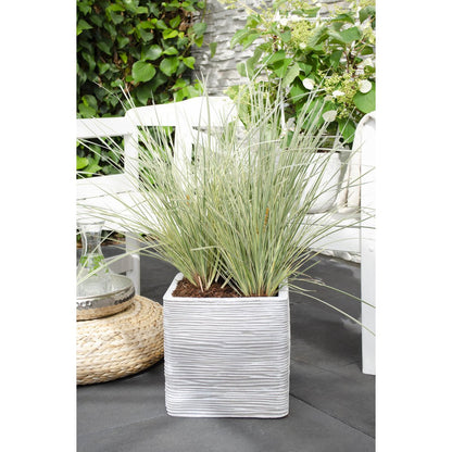 Lomandra longifolia 'White Sands' - Ø19cm - ↕40cm