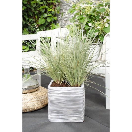 Lomandra longifolia 'White Sands' - Ø19cm - ↕40cm