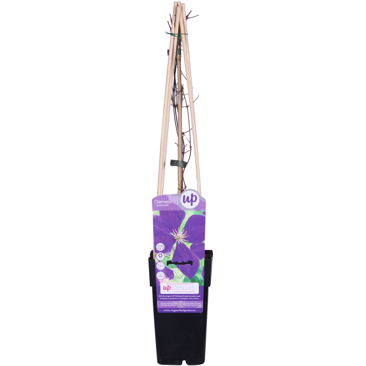 Clematis Jackmanii - ↕65cm - Ø15