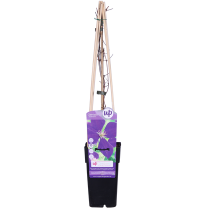 Clematis Jackmanii - ↕65cm - Ø15