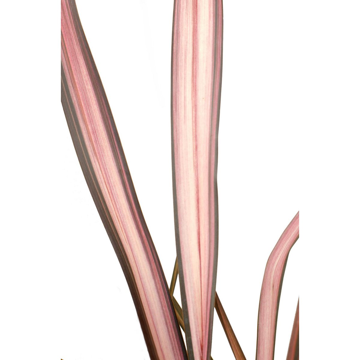 Phormium 'Pink Flamingo' - ↕50cm - Ø14