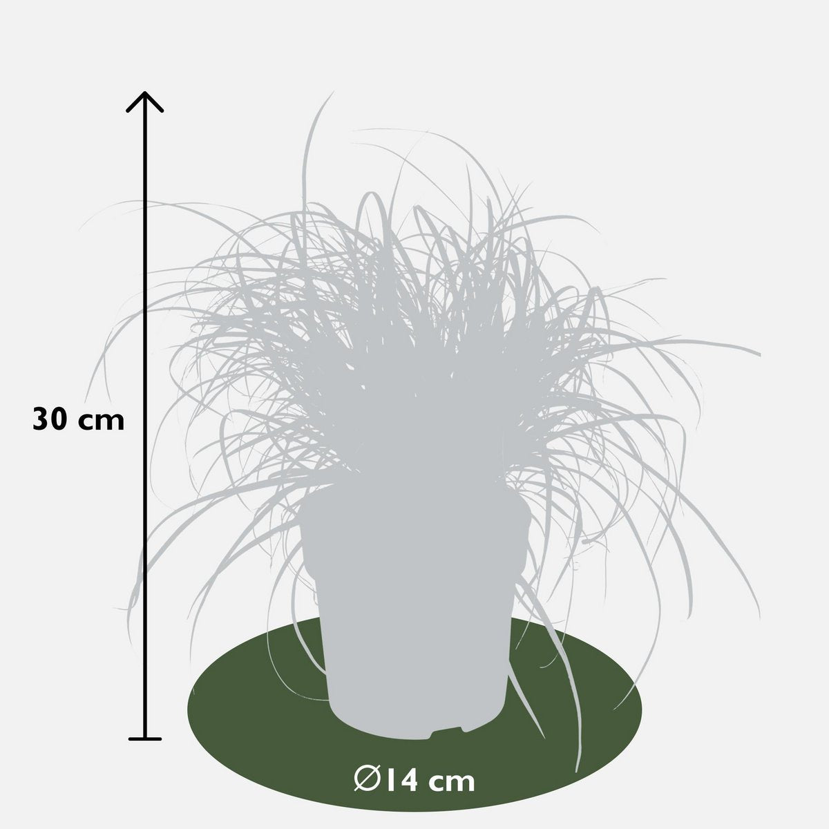 Uncinia rubra 'Everflame' - ↕30cm - Ø14