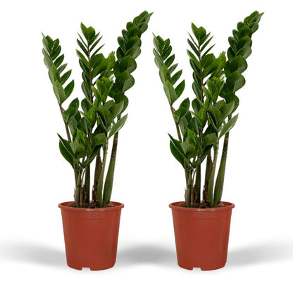 Zamioculcas Zamiifolia - Emerald palm - 2 pieces - ø14cm - ↕50cm