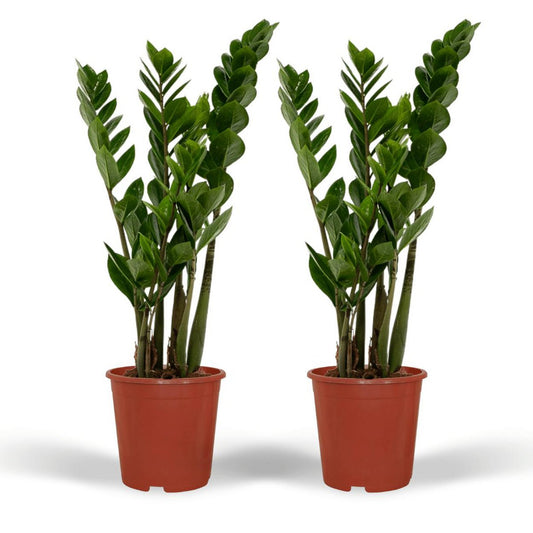Zamioculcas Zamiifolia - Emerald palm - 2 pieces - ø14cm - ↕50cm