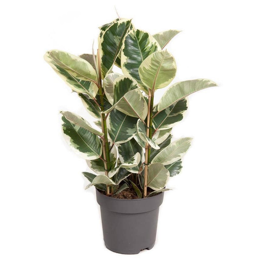 Ficus Elastica Tineke - Ø27cm - ↕100cm