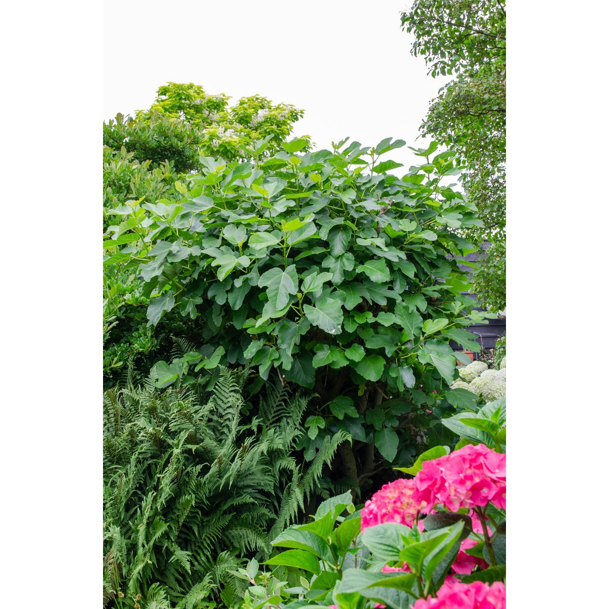 Ficus Gustissimo Perretta - Ø19cm - ↕50cm - Ø13 - ↨45cm