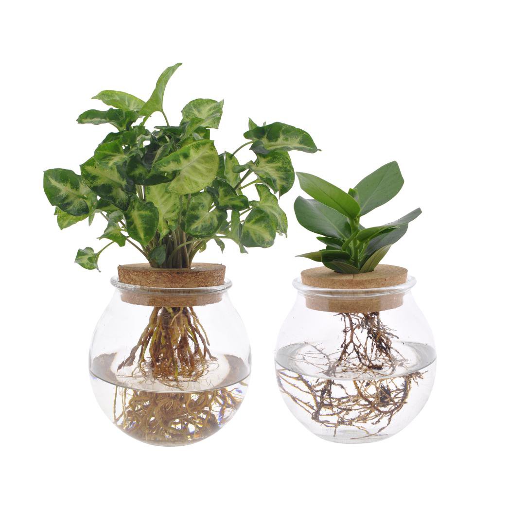 Bolglas Duo Clusia/Syngonium Green - 2 stuks - Ø12cm - ↕30cm