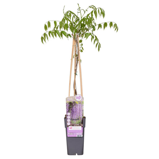 Wisteria Floribunda 'Naga Noda' - Purple rain - Ø15cm - ↕65cm