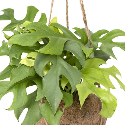 Kokodama Monstera Minima Hang - Hole Plant - Ø15cm - ↕25cm