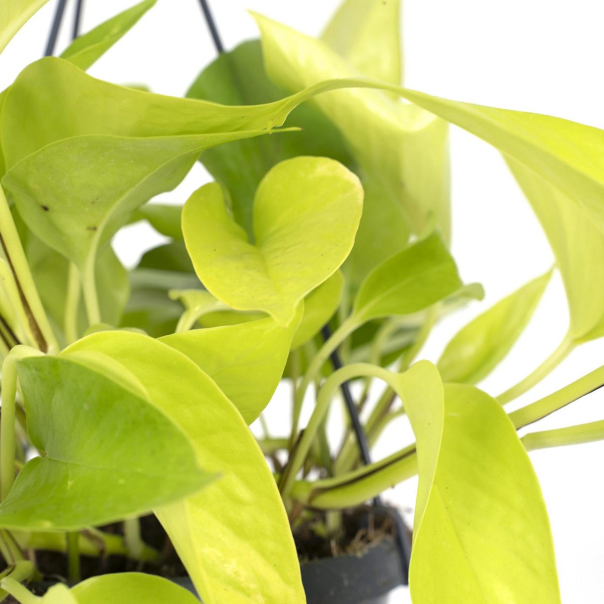 Epipremnum Golden Pothos - Scindapsus - Ø15cm - ↕25cm