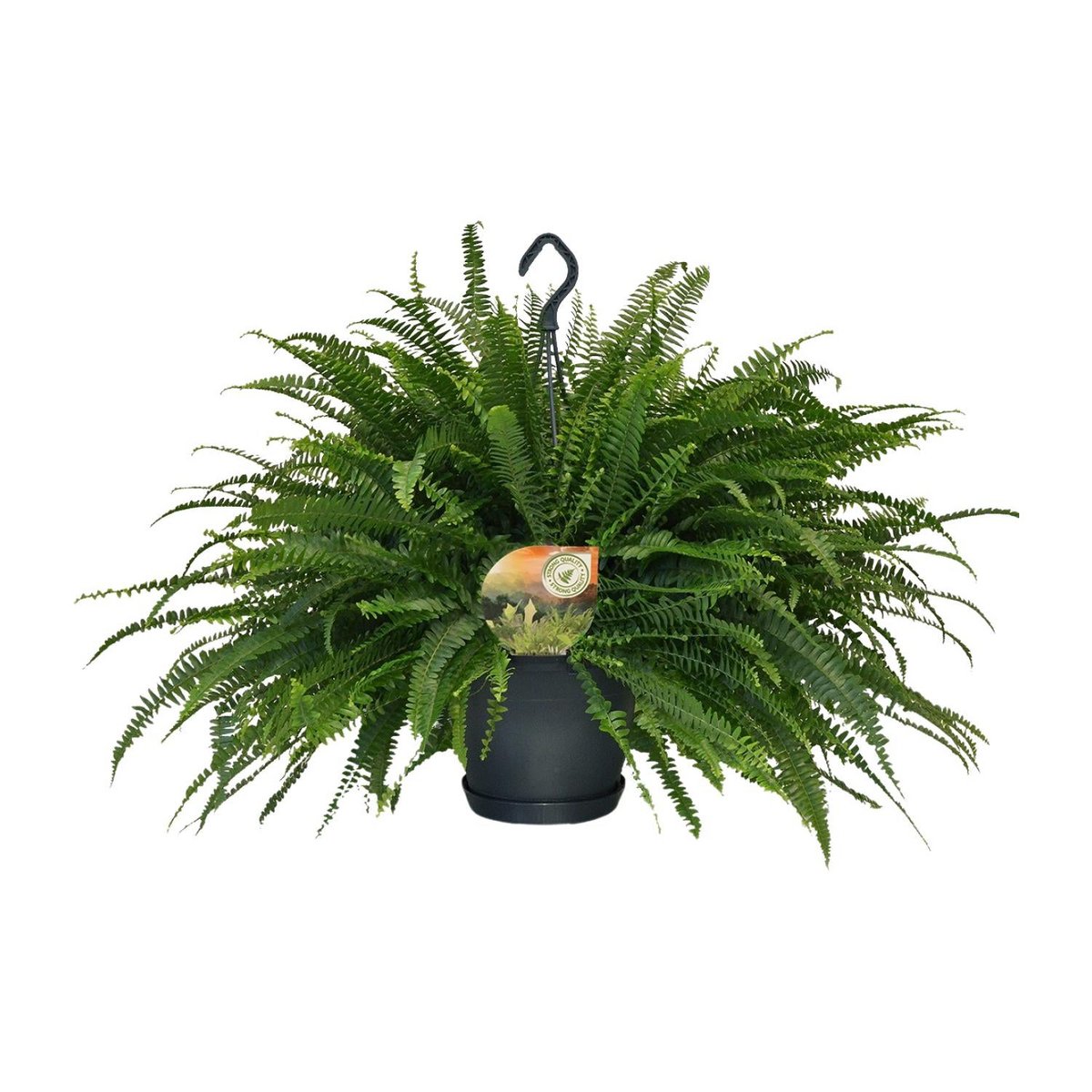 Nephrolepis Green Lady Hangpot | [P20-H60]