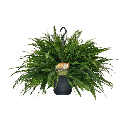 Nephrolepis Green Lady Hangpot | [P20-H60]