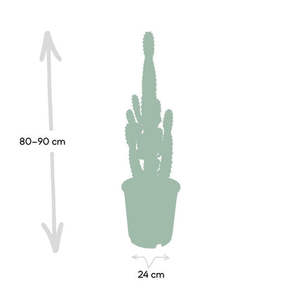 Euphorbia Acruensis - Cactus - Ø24cm - ↕60cm