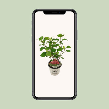 Hydrangea arbo. 'Pink Annabelle' - Ø19cm - ↕30cm