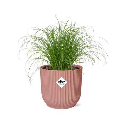 Cyperus Alternifolius Zumula in ELHO Vibes Fold 14cm roze