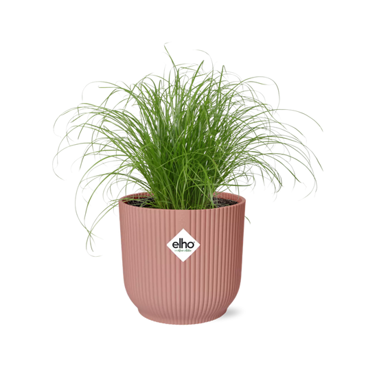 Cyperus Alternifolius Zumula in ELHO Vibes Fold 14cm roze