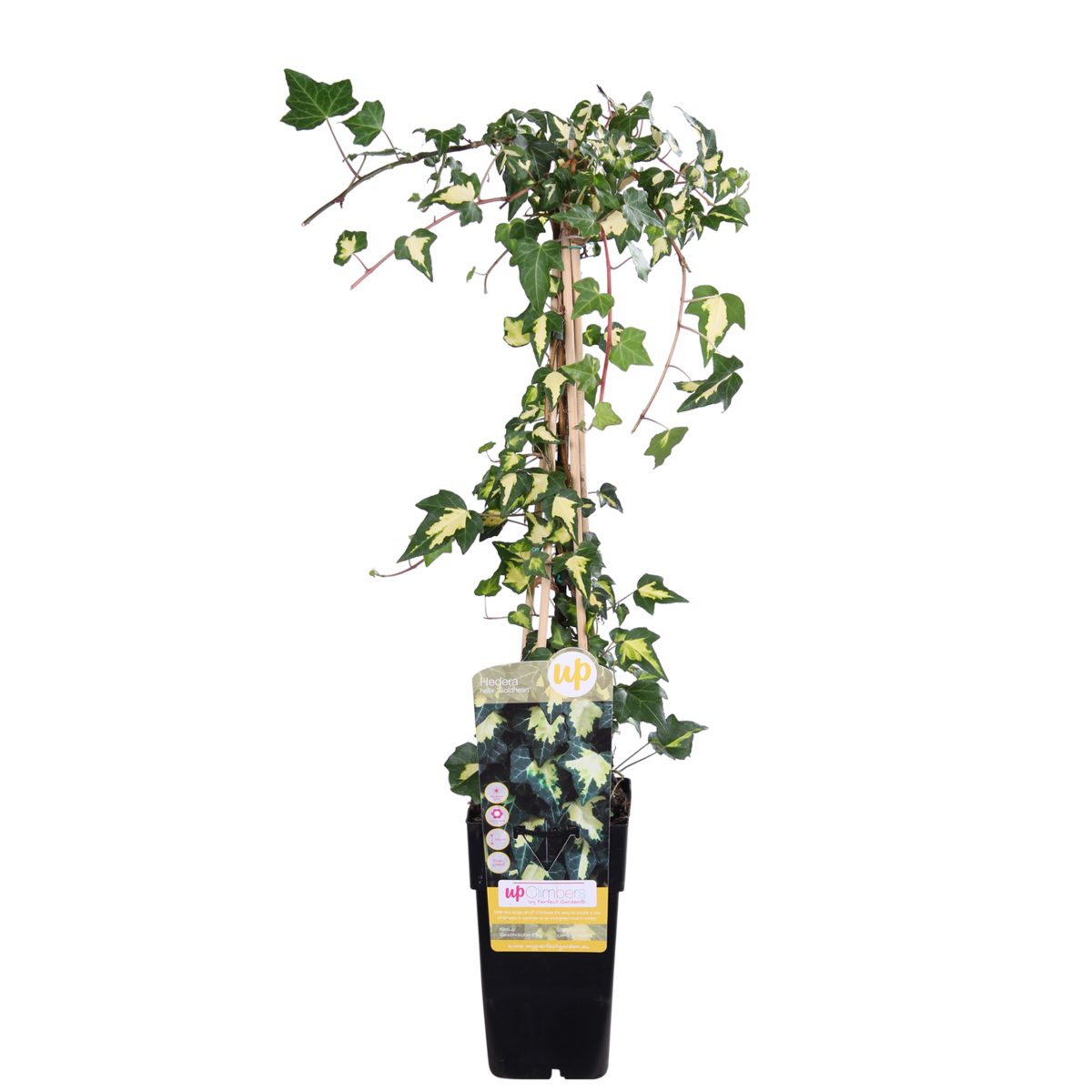 Hedera Colchica 'Dentata variegata' - Ø15cm - ↕65cm