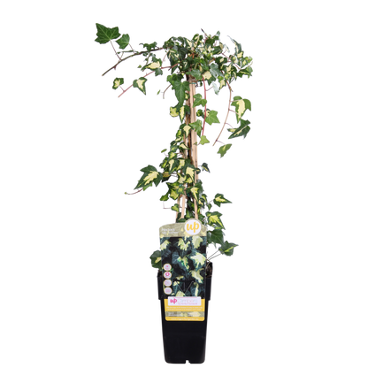 Hedera Colchica 'Dentata variegata' - Ø15cm - ↕65cm