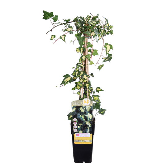 Hedera Colchica 'Dentata variegata' - Ø15cm - ↕65cm