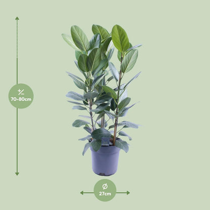 Ficus Audrey Tuft 3 cuttings - Ø27cm - ↕105cm