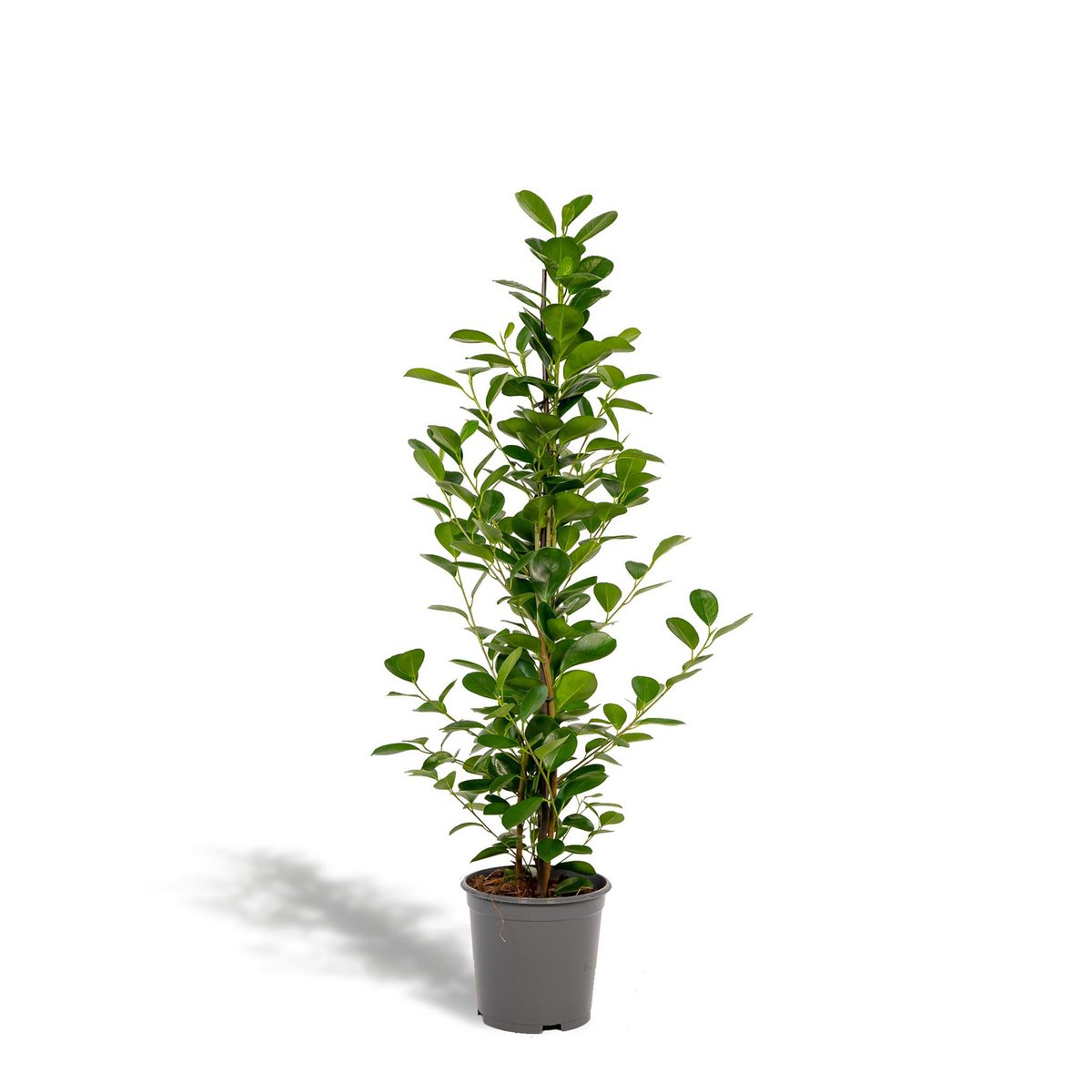 Ficus microcarpa Moclame - Ø21cm - ↕95cm