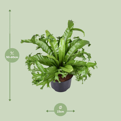 Asplenium Crissie | [P23-H55]