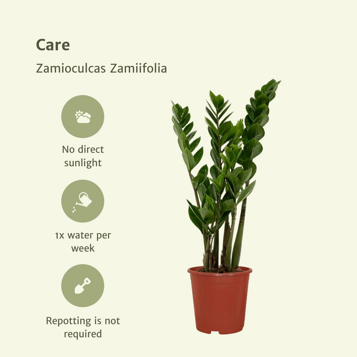 Zamioculcas Zamiifolia - Emerald palm - 2 pieces - ø14cm - ↕50cm