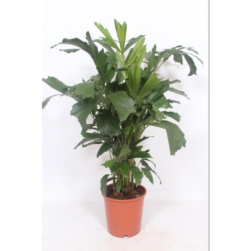 Caryota Mitis - Ø24cm - ↕110cm