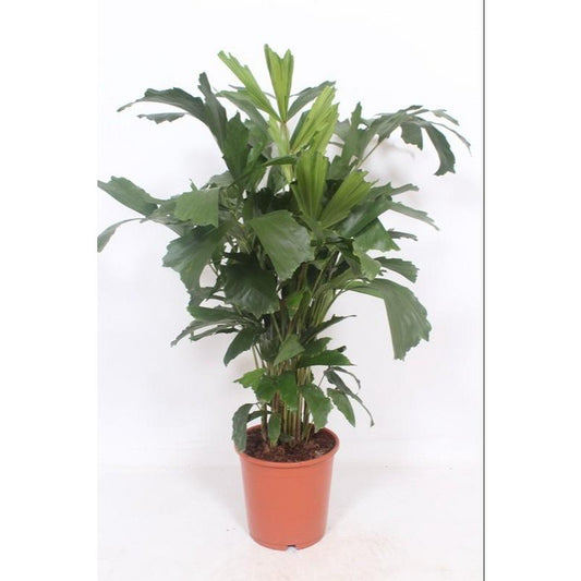 Caryota Mitis - Ø24cm - ↕110cm