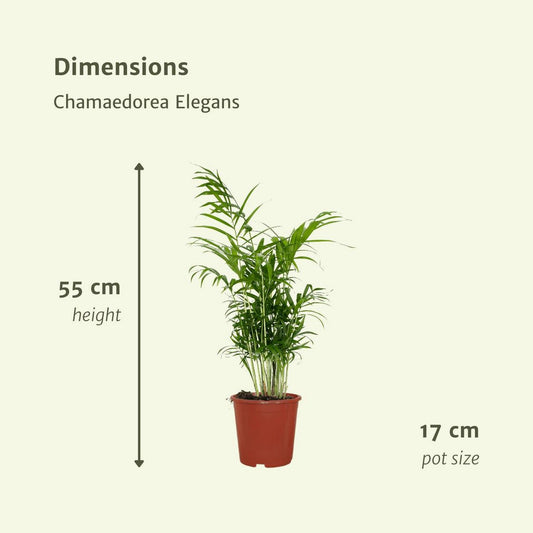 Chamaedorea Elegans - Mexican Mountain Palm - 2 pieces - ø17cm - ↕55cm
