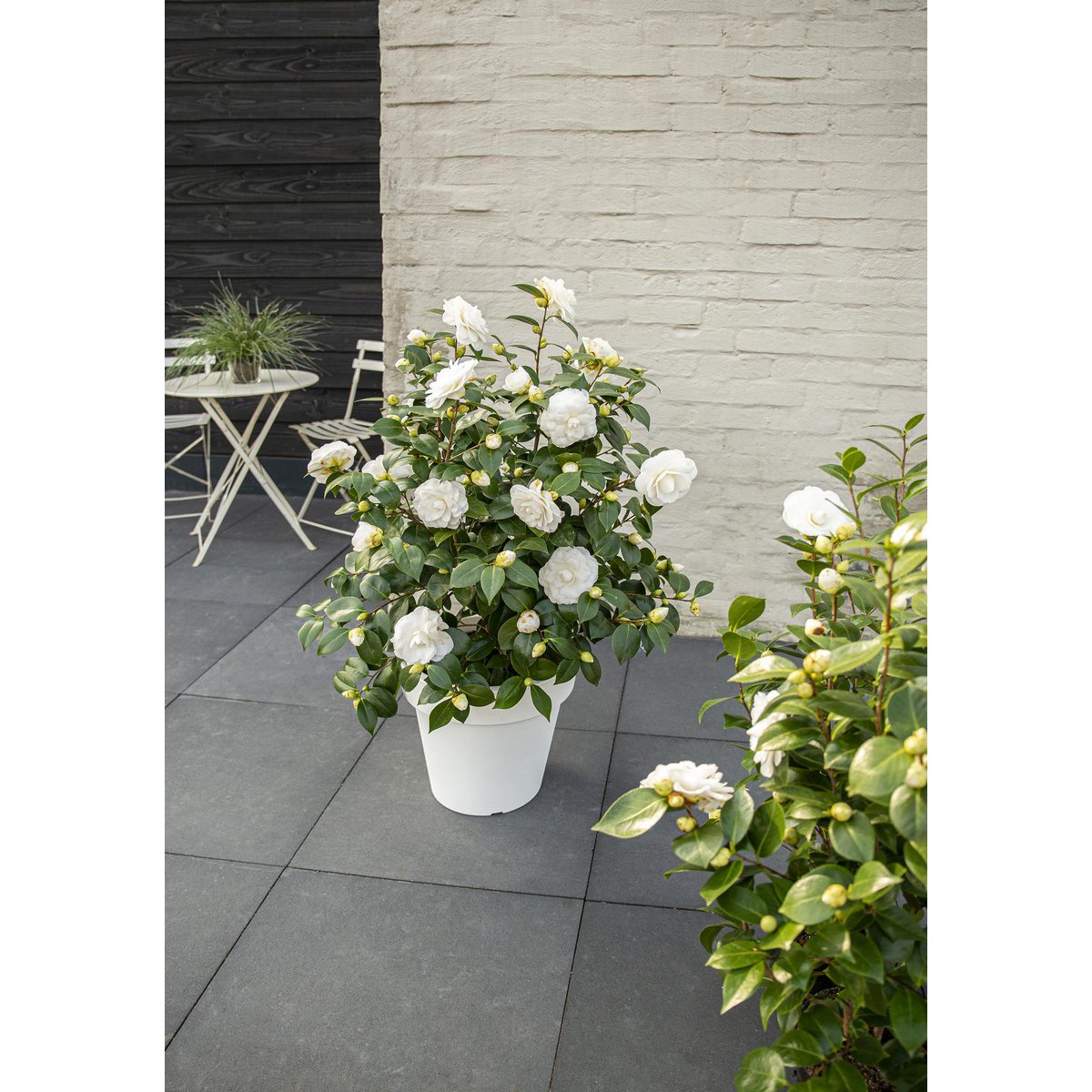 Camellia jap. 'Nuccio's Gem' - Ø19cm - ↕65cm