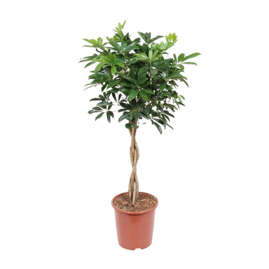 Schefflera Arboricola 'Compacta' | [P27-H120]