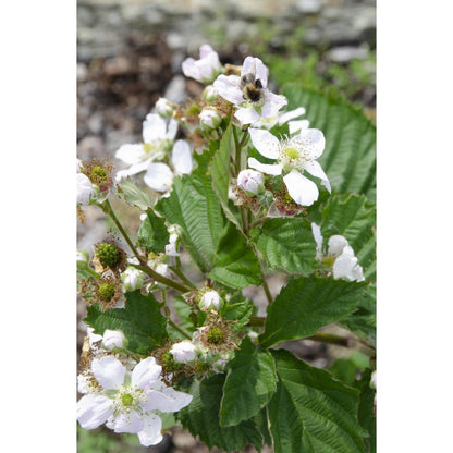 Rubus fruticosus 'Black Satin' - Doornloze Braam - Ø13cm - ↕45cm