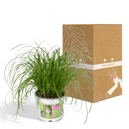 Cyperus Alternifolius - Cat Grass - Ø12cm - ↕20cm
