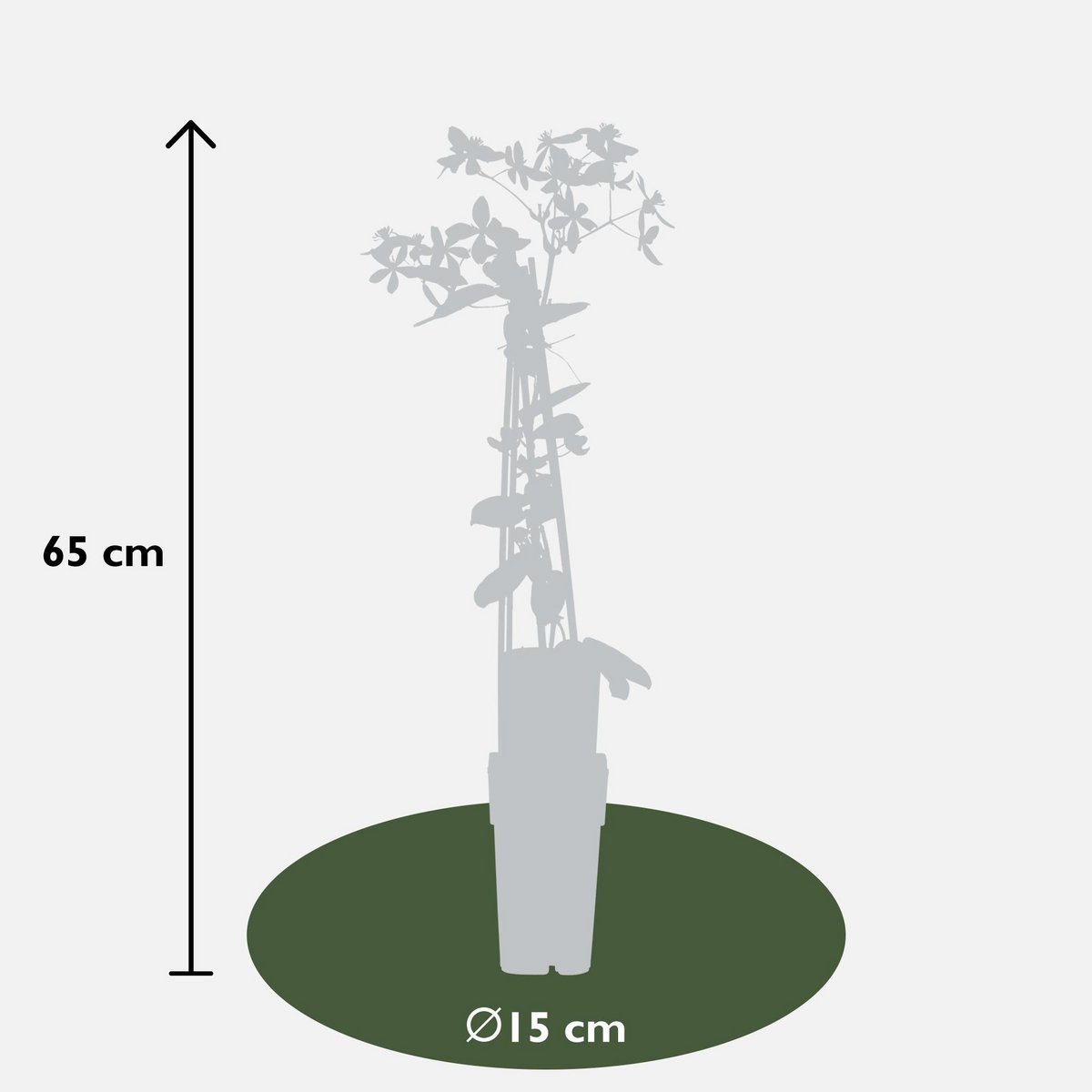 Clematis Armandii Apple Blossom - evergreen clematis light pink - Ø15cm - ↕65cm