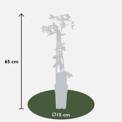 Clematis Armandii Apple Blossom - evergreen clematis light pink - Ø15cm - ↕65cm