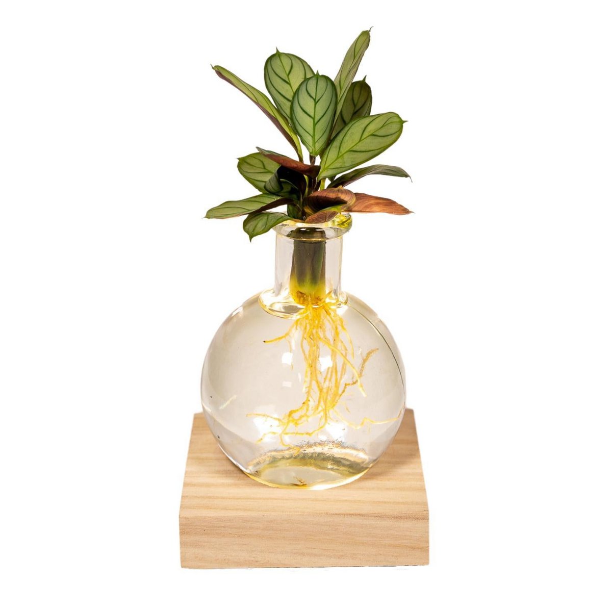 Calathea in Samoa glass with LED lighting - ø12cm - ↕10cm