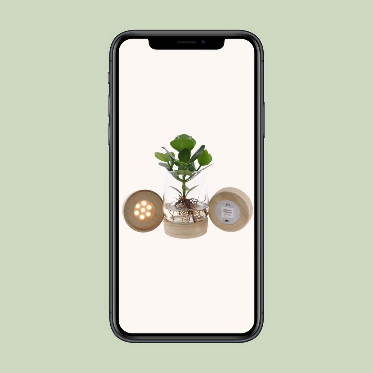 Clusia In Kingston Glas + LED - Ø12cm - ↕30cm