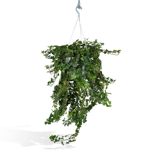 Hedera Wonder Green Hang - Ivy - Ø24cm - ↕70cm