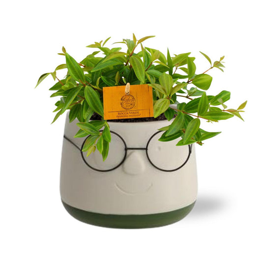 Peperomia Ang. Viva Rocca - Ø11cm - ↕15cm + Pot Bril D12x9cm - Green
