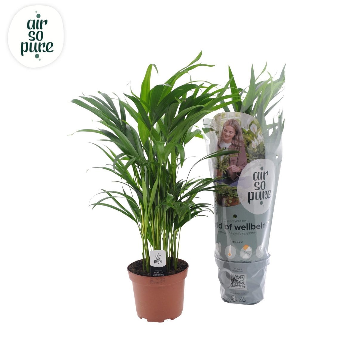 Dypsis Lutescens - Ø17cm - ↕65cm